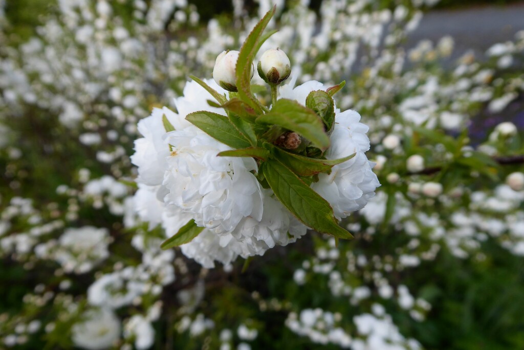 Not sure the name of this shrub - but is a remarkable burst of white flowers  ble burst by snowy