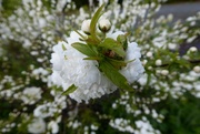 18th Apr 2022 - Not sure the name of this shrub - but is a remarkable burst of white flowers  ble burst