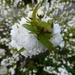 Not sure the name of this shrub - but is a remarkable burst of white flowers  ble burst by snowy