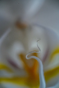 18th Apr 2022 - Orchid