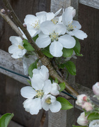18th Apr 2022 - Apple blossom