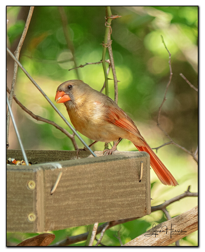 Female Cardinal by lynne5477