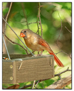 18th Apr 2022 - Female Cardinal