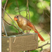 Female Cardinal by lynne5477