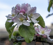 17th Apr 2022 - Apple Blossom