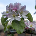 Apple Blossom by pcoulson