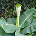 Dwarf Cavendish banana by larrysphotos