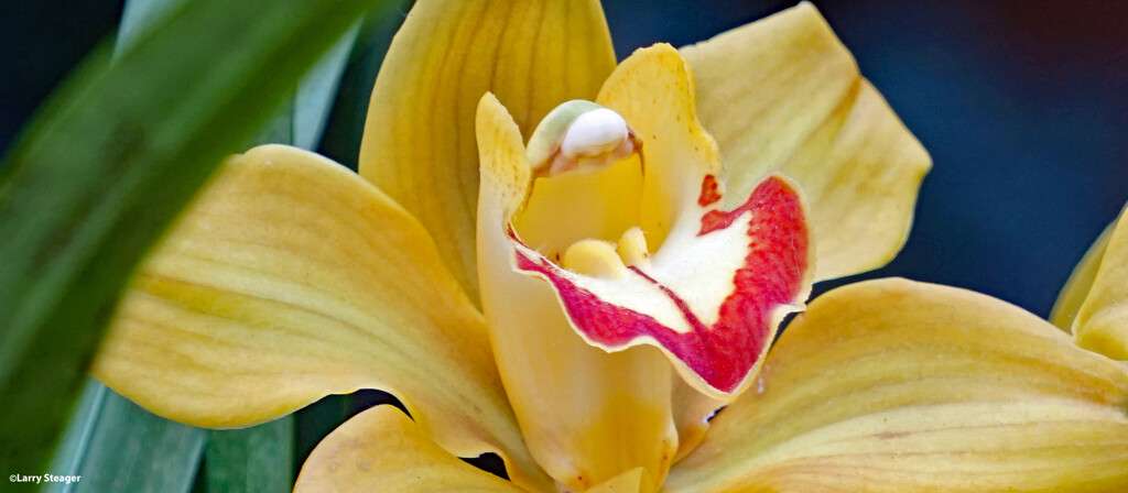 Up close yellow Orchid by larrysphotos
