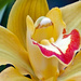 Up close yellow Orchid by larrysphotos