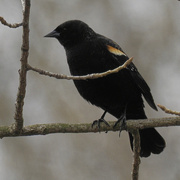 18th Apr 2022 - red-winged blackbird 