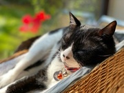 19th Apr 2022 - Cat nap