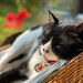Cat nap by cafict
