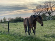 20th Apr 2022 - Horse at sunset 