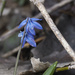Siberian squill by rminer
