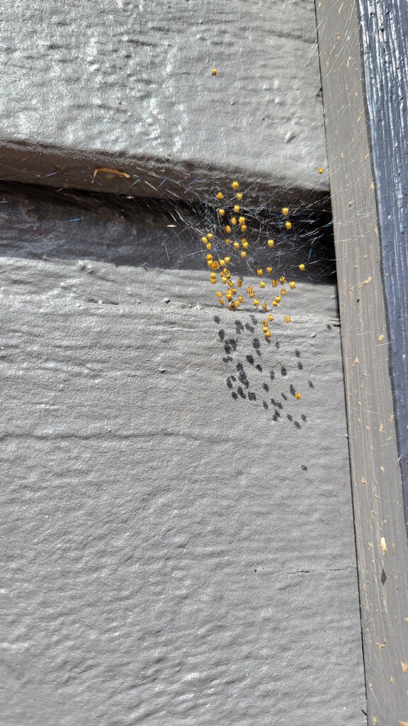 Spiderlings by kimmer50