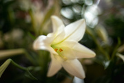18th Apr 2022 - Easter Lily