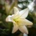 Easter Lily by jackies365