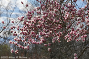18th Apr 2022 - Rita's Magnolia