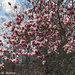 Rita's Magnolia by falcon11