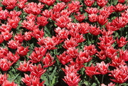 17th Apr 2022 - Red tulips 
