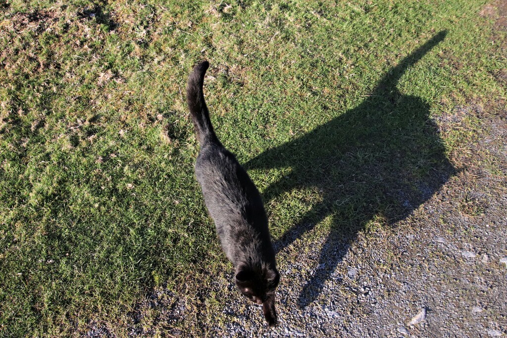 Heshe the farm cat on the prowl. Actually about to wrap himself round my ankles for more attention.. by 365jgh