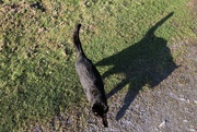11th Apr 2022 - Heshe the farm cat on the prowl. Actually about to wrap himself round my ankles for more attention..