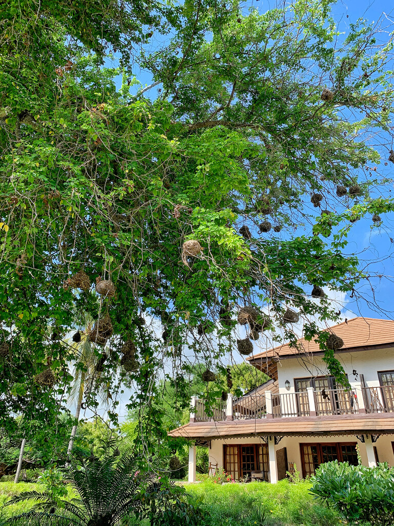 A tree with nests.  by cocobella