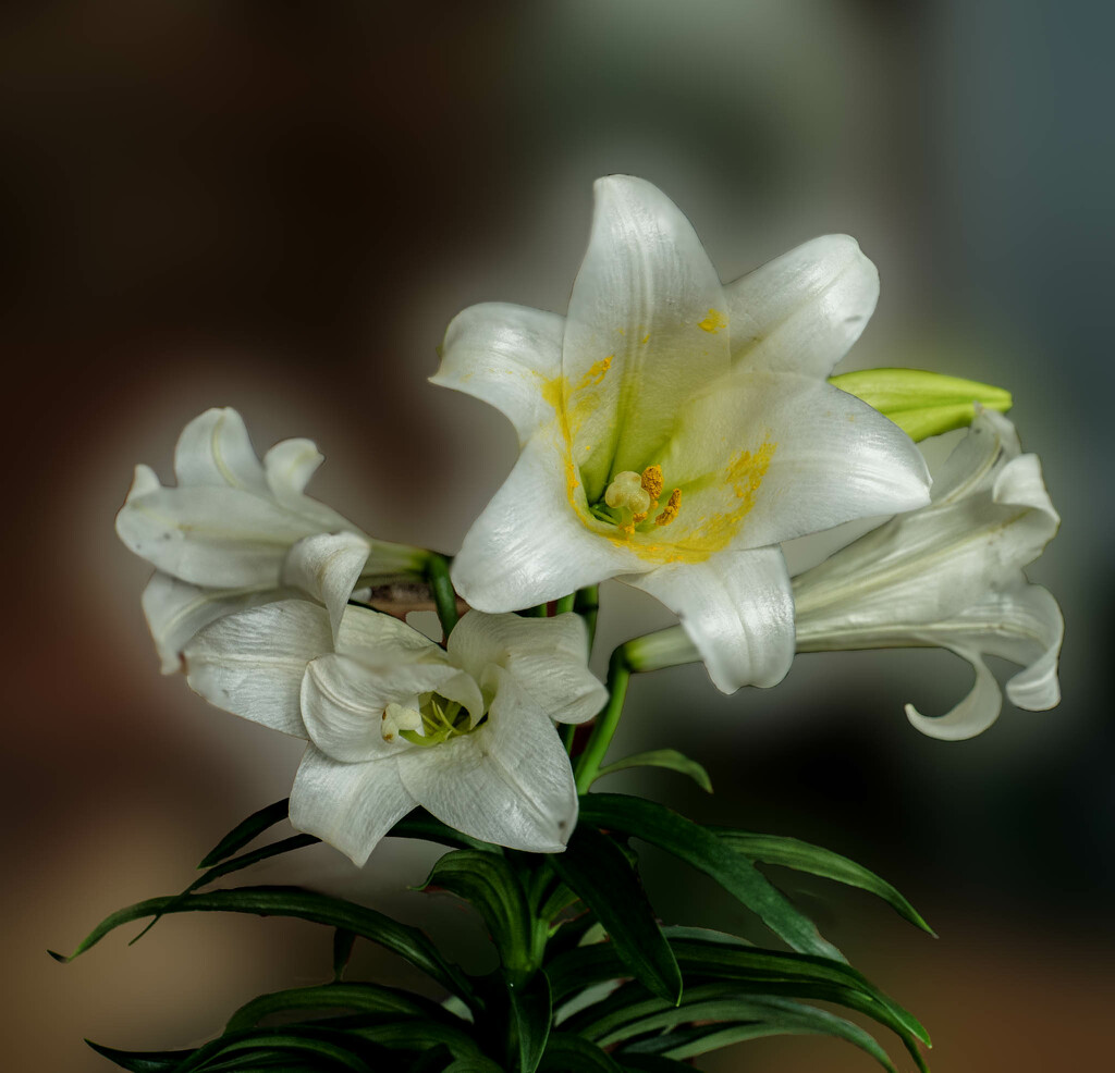 Easter lilies by randystreat