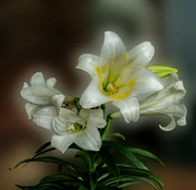 18th Apr 2022 - Easter lilies