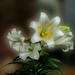 Easter lilies by randystreat