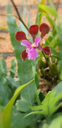23rd Jan 2022 - Vanda orchid
