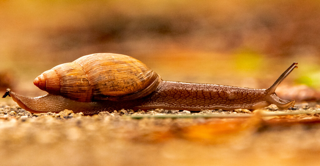 The Snail, Just Scooting Along! by rickster549