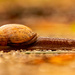 The Snail, Just Scooting Along! by rickster549