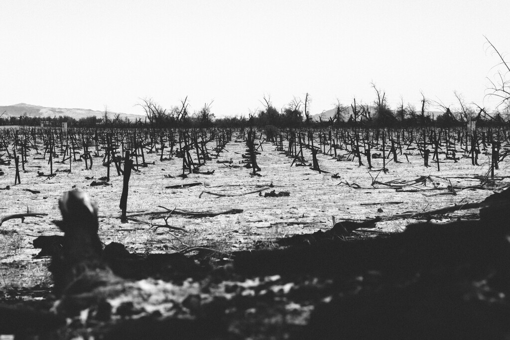 Abandoned Vineyard in the Desert by cjoye