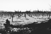 18th Apr 2022 - Abandoned Vineyard in the Desert