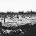 Abandoned Vineyard in the Desert by cjoye