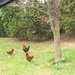 Don't cross the road, chickens, please!
