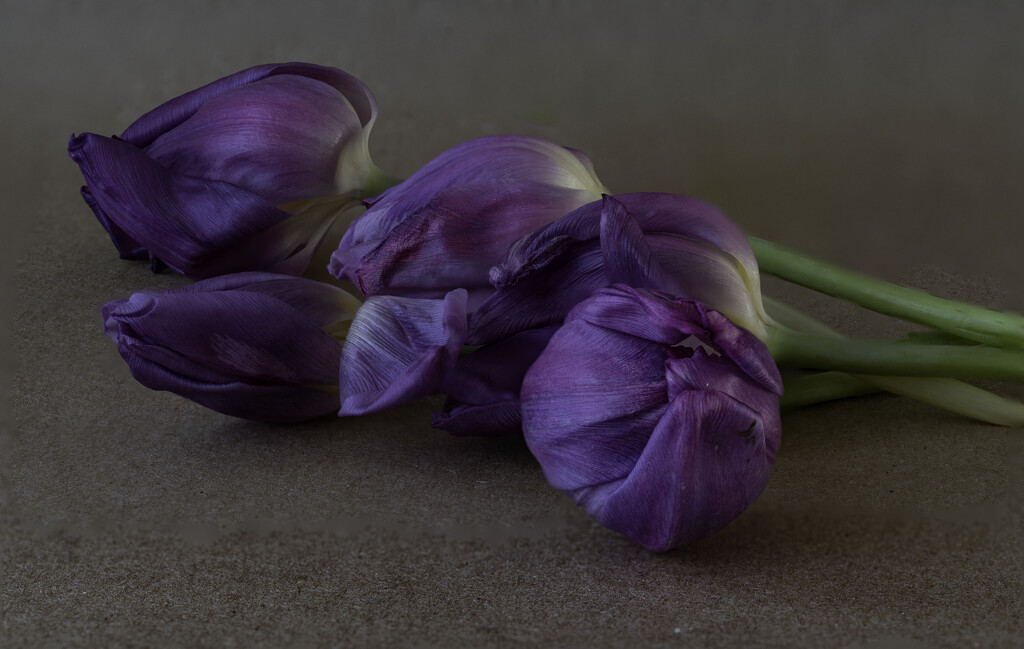 Color focus stacked tulips by theredcamera