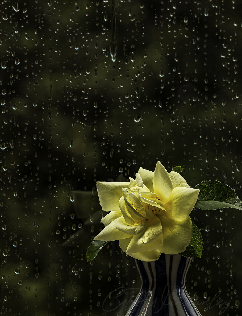 Rose and Rain by kipper1951