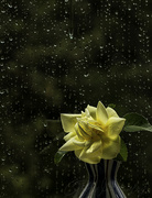 18th Apr 2022 - Rose and Rain