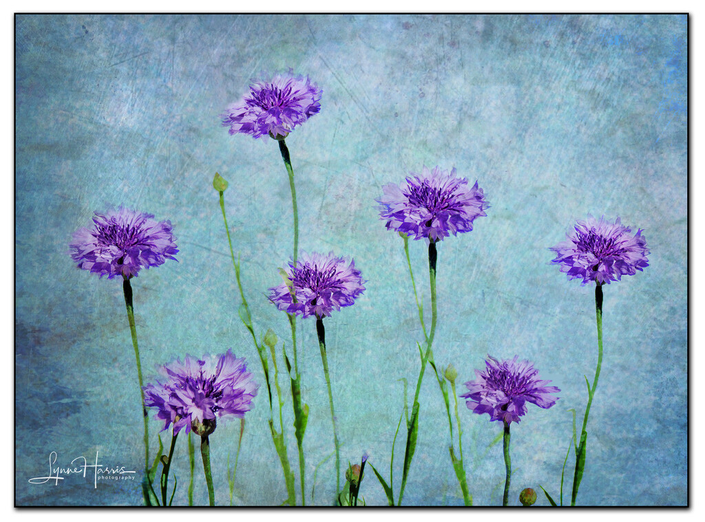 Purple Beauties by lynne5477