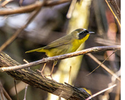 15th Apr 2022 - Common Yellowthroat Warbler