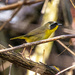 Common Yellowthroat Warbler by cwbill