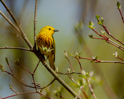 18th Apr 2022 - Yellow Warbler
