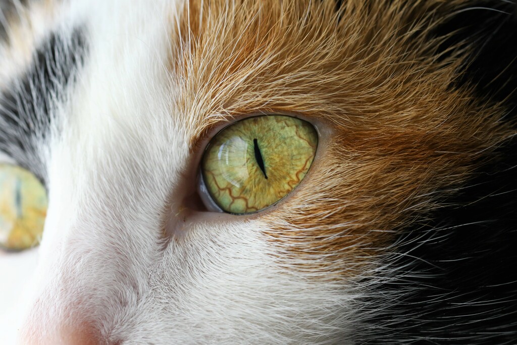 Cat Eye by lynnz