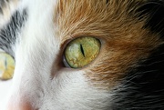 18th Apr 2022 - Cat Eye