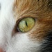 Cat Eye by lynnz