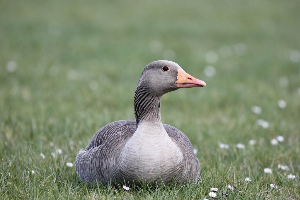 The Greylag Goose by jamibann