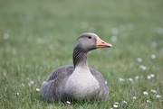 19th Apr 2022 - The Greylag Goose