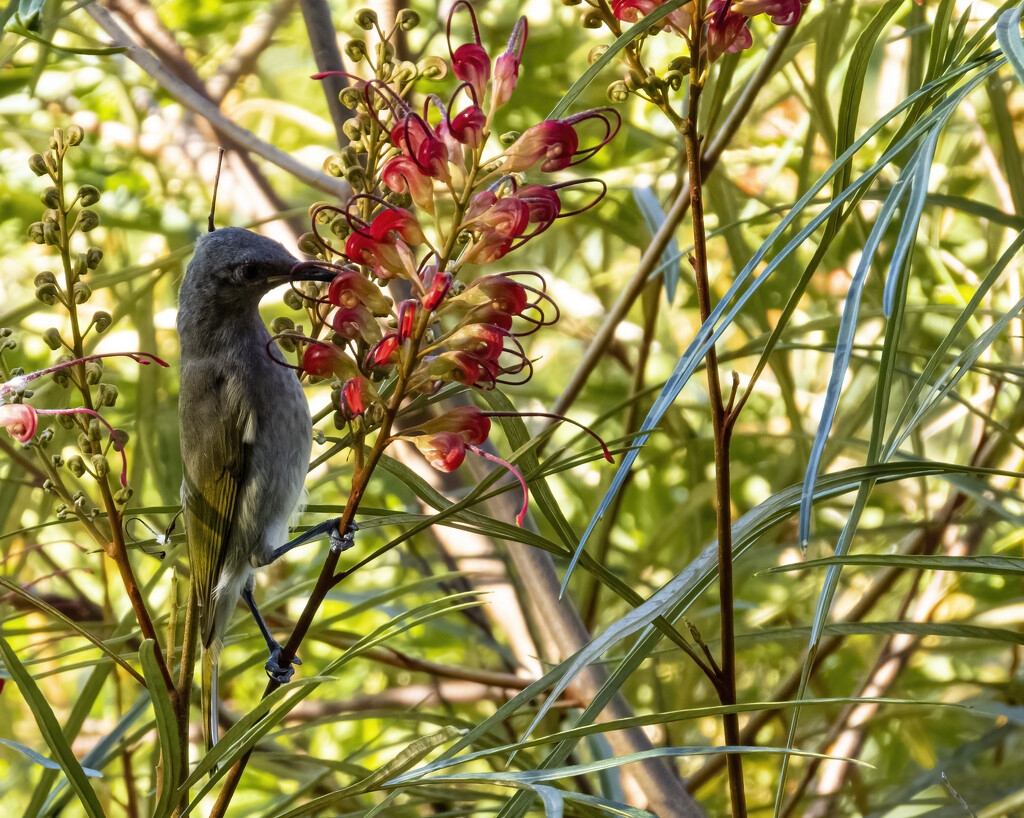 they love this grevillea alright by koalagardens
